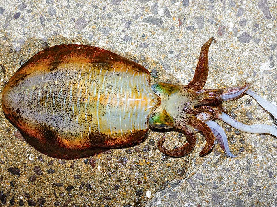 オフの日：イカ釣り